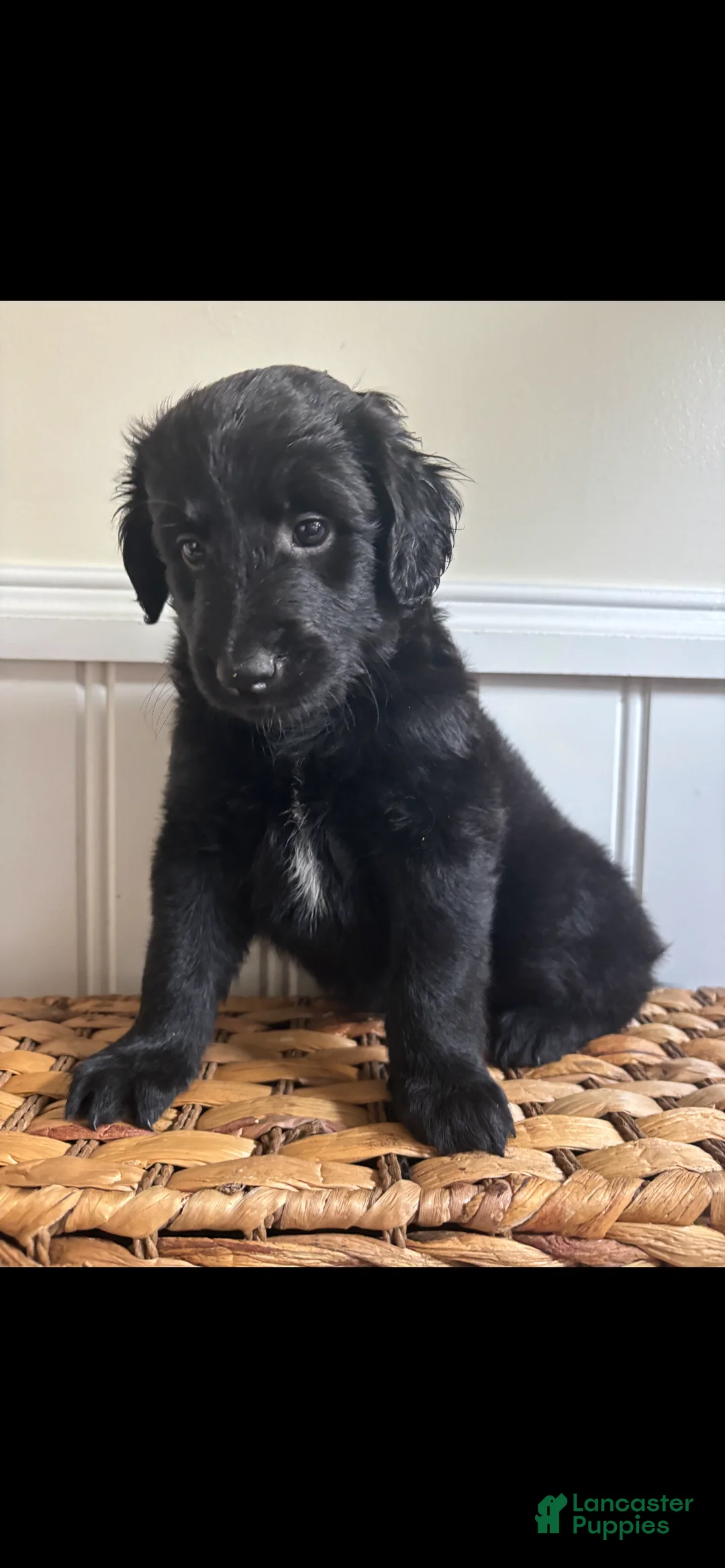 Labradoodle dogs for sale: Raven - Ad 1