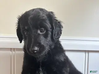 Labradoodle dogs Raven - Ad 30