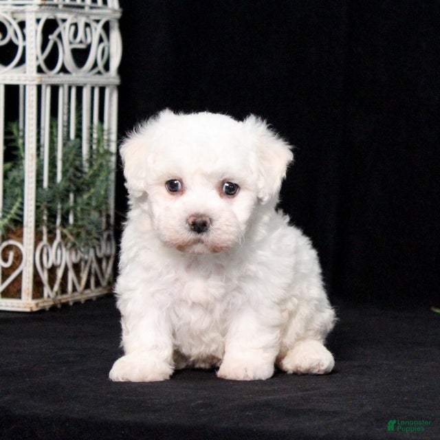 Bichon Frise dogs Ellie - Ad 1