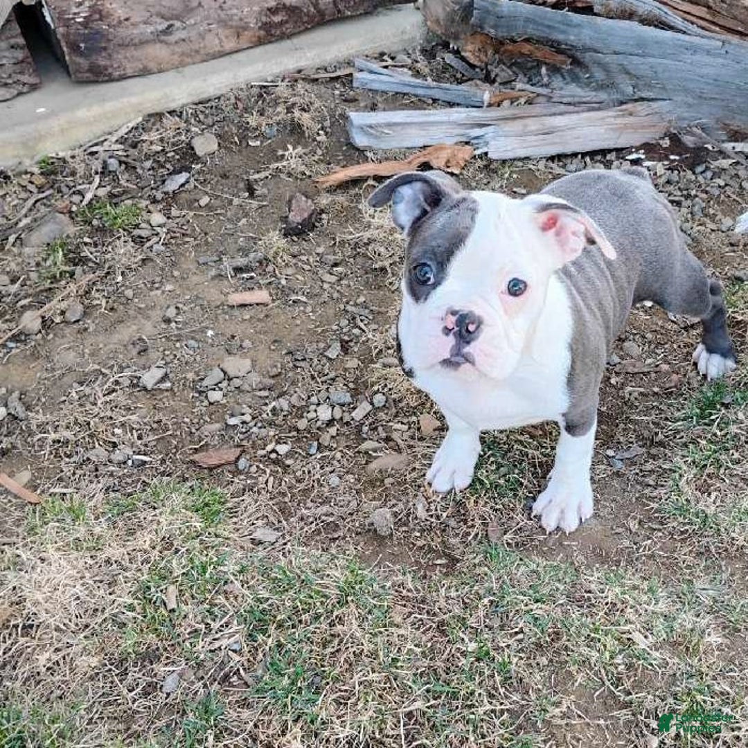 Mixed Breed dogs for sale: Pepsi - Ad 7