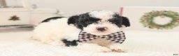 Toy Poodle dogs for sale: Comet - Ad 2