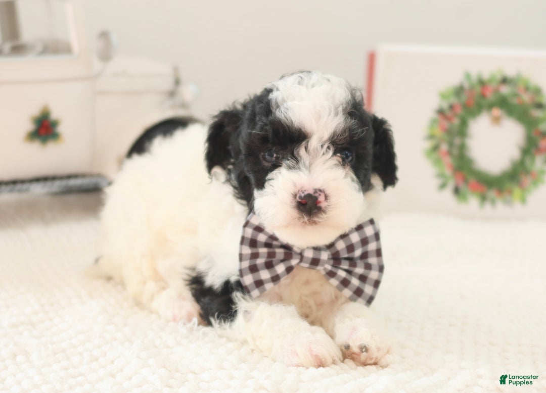 Toy Poodle dogs for sale: Comet - Ad 2