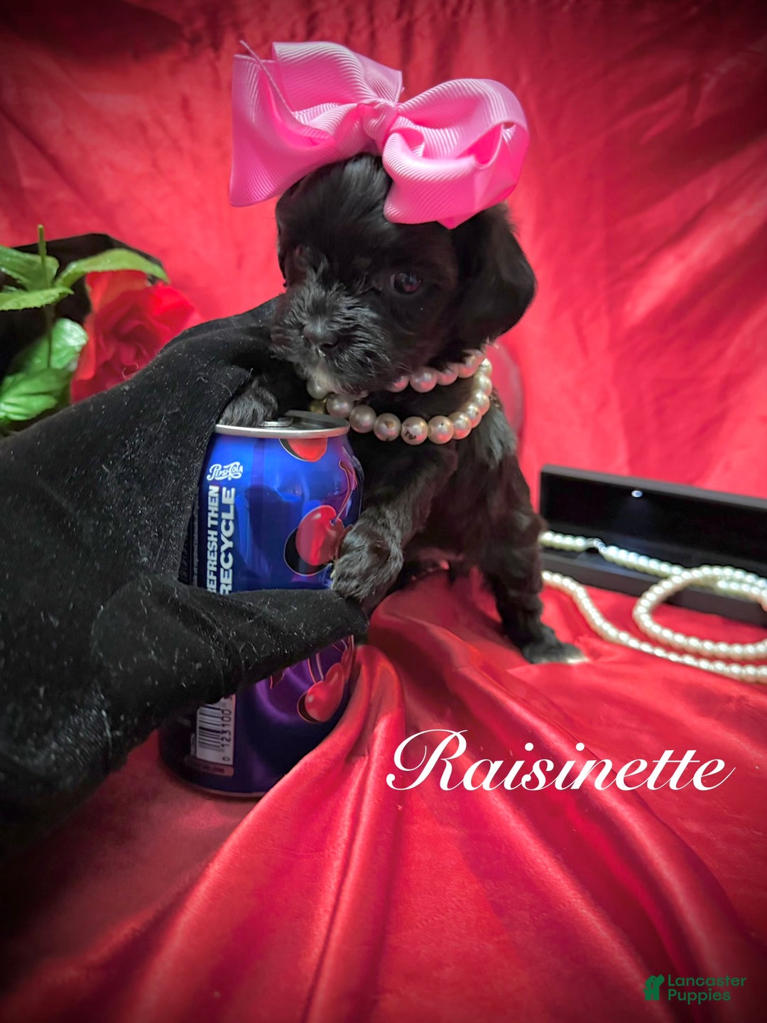 Yorkiepoo dogs for sale: Raisinette  - Ad 2