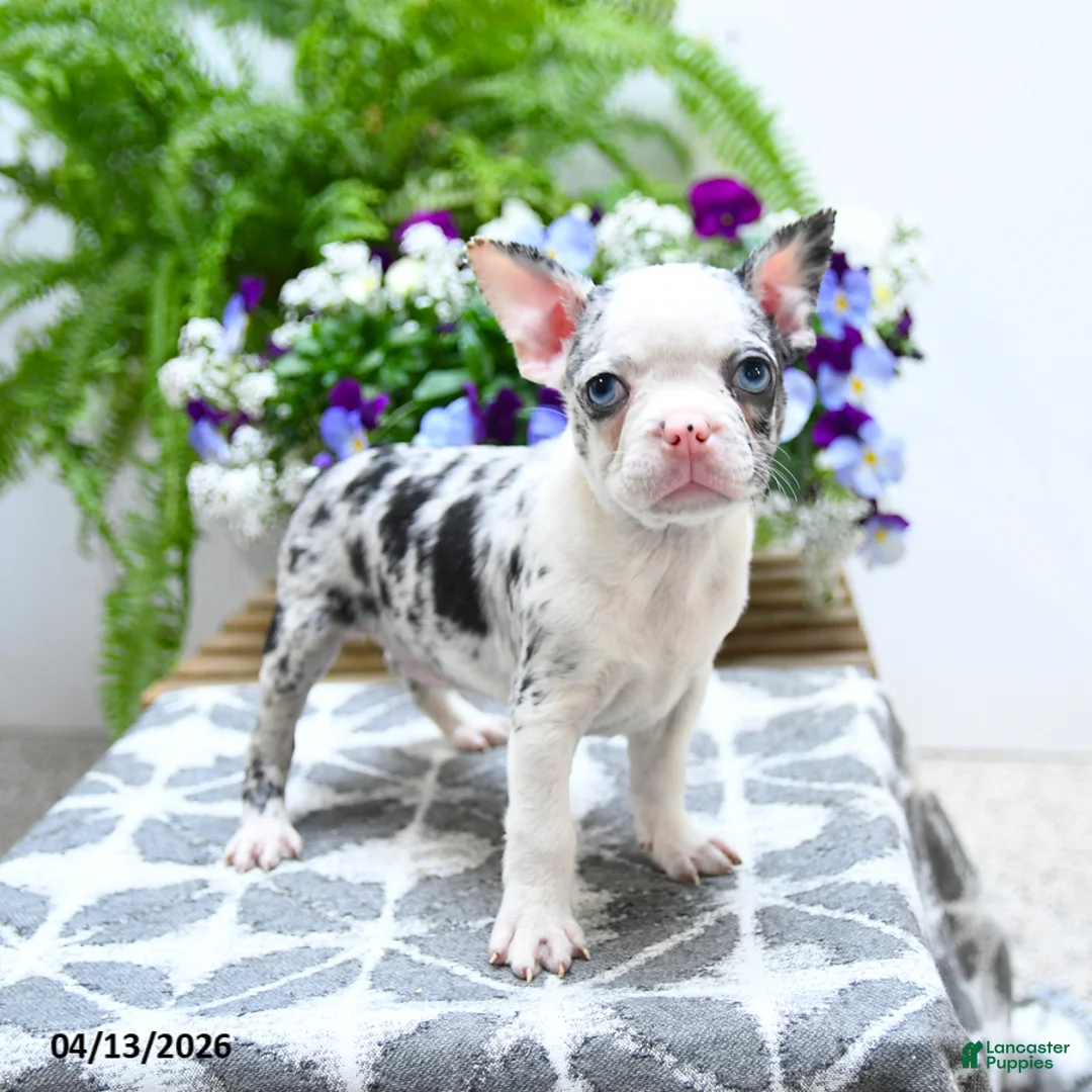Boston Terrier dogs for sale: Kory - Ad 5