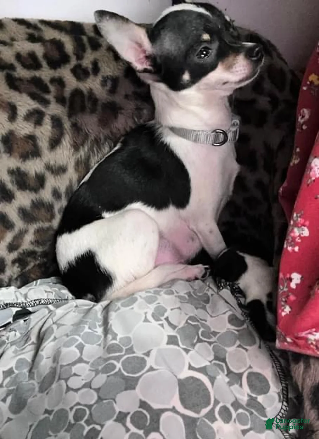 Chihuahua dogs for sale: Evie - Ad 6