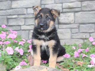 German Shepherd dogs - Ad 2