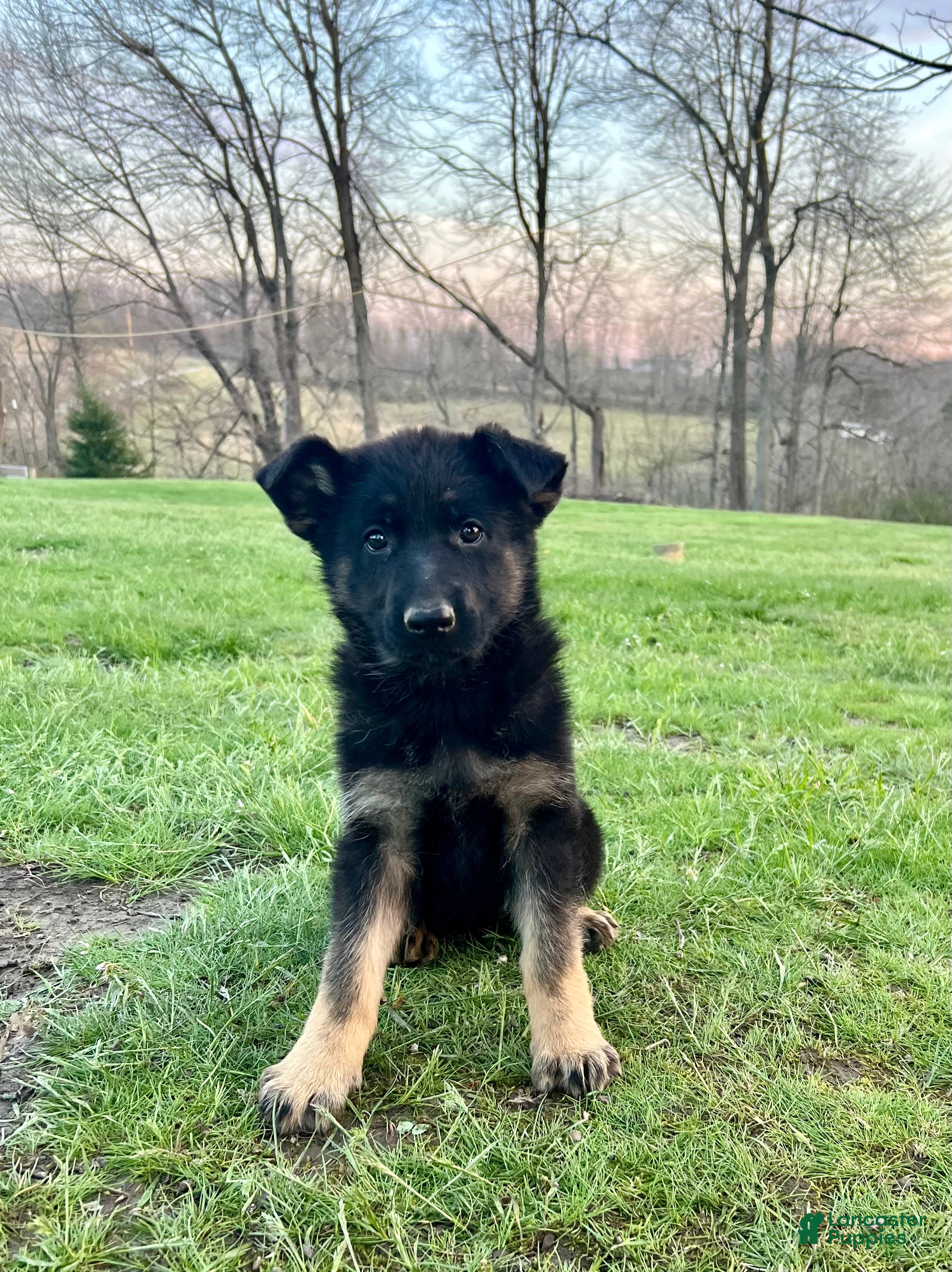 German Shepherd dogs Tikka  - Ad 2