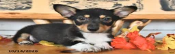 Welsh Corgi Pembroke dogs for sale: Benny  - Ad 5