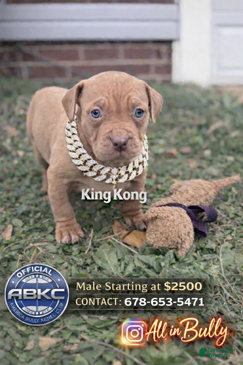 American Bully dogs King Kong - Ad 21