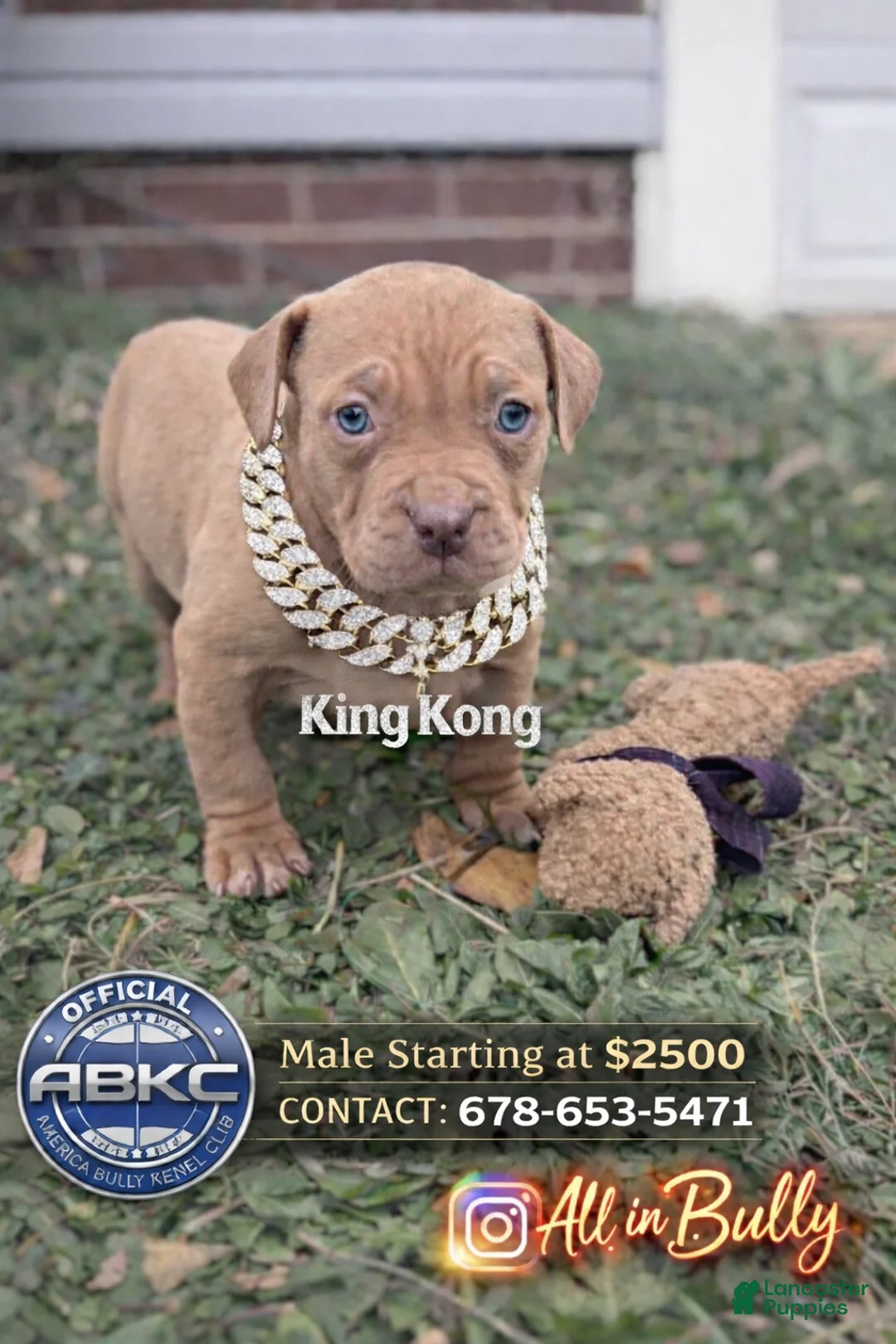 American Bully dogs for sale: King Kong - Ad 1