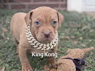 American Bully dogs King Kong - Ad 21