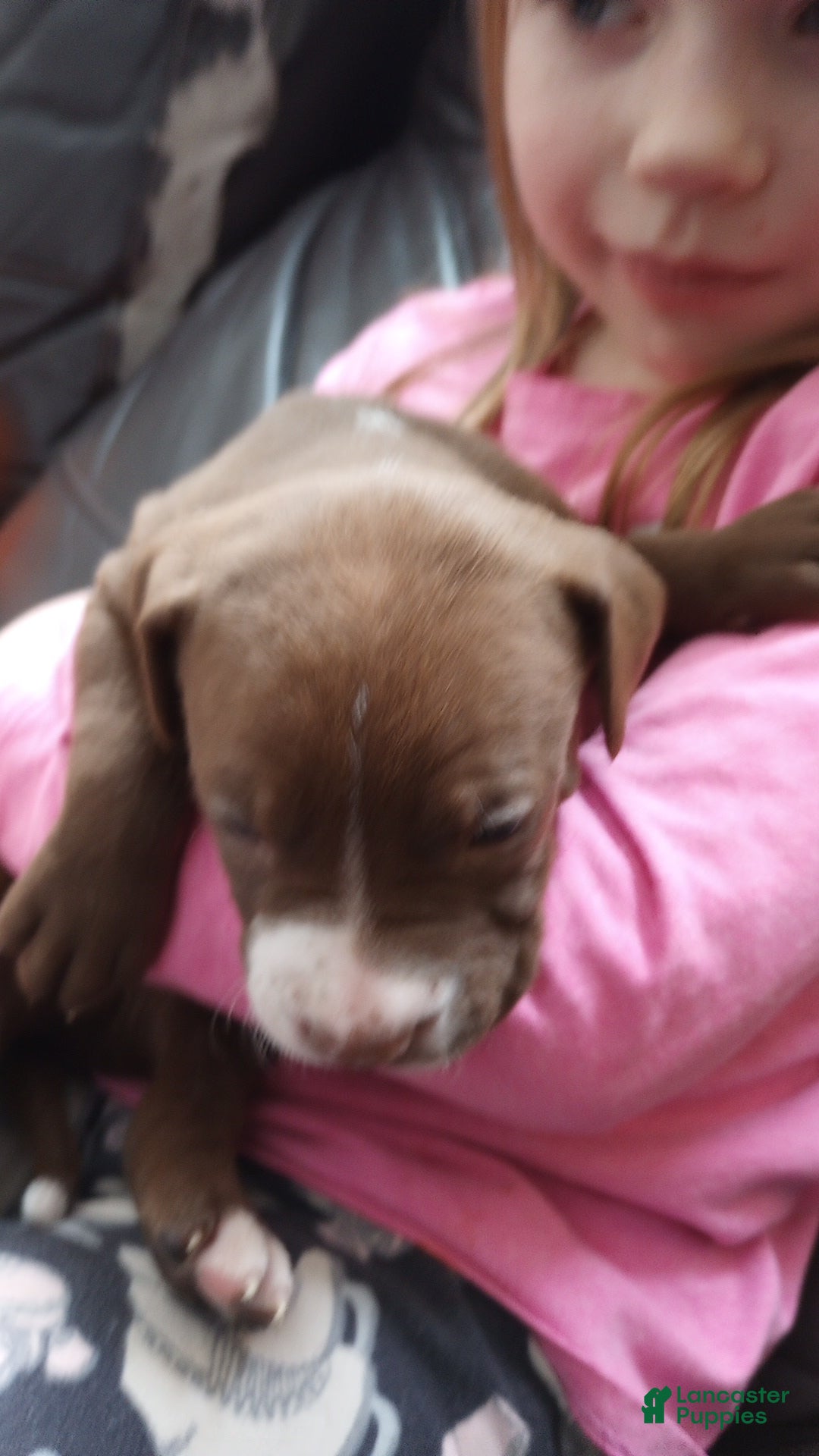 American Bully dogs Bo Bassett - Ad 16