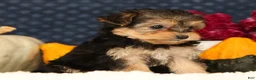 Yochon dogs for sale: Tessa - Ad 9