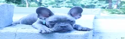 French Bulldog dogs for sale: Jacob - Ad 3