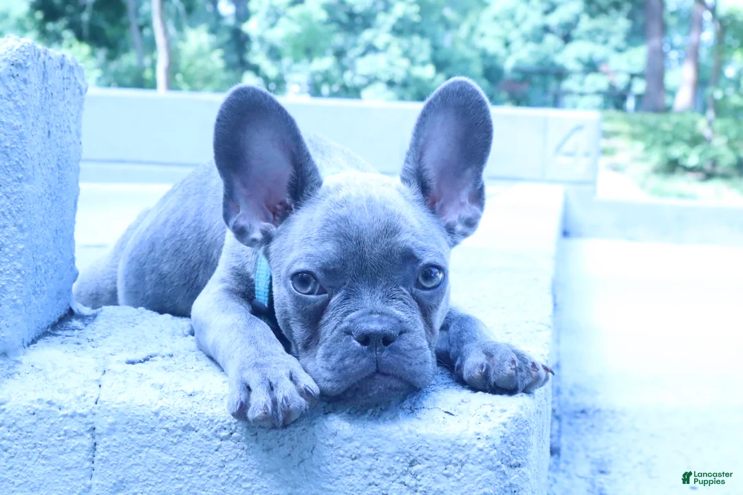 French Bulldog dogs for sale: Spotty - Ad 9