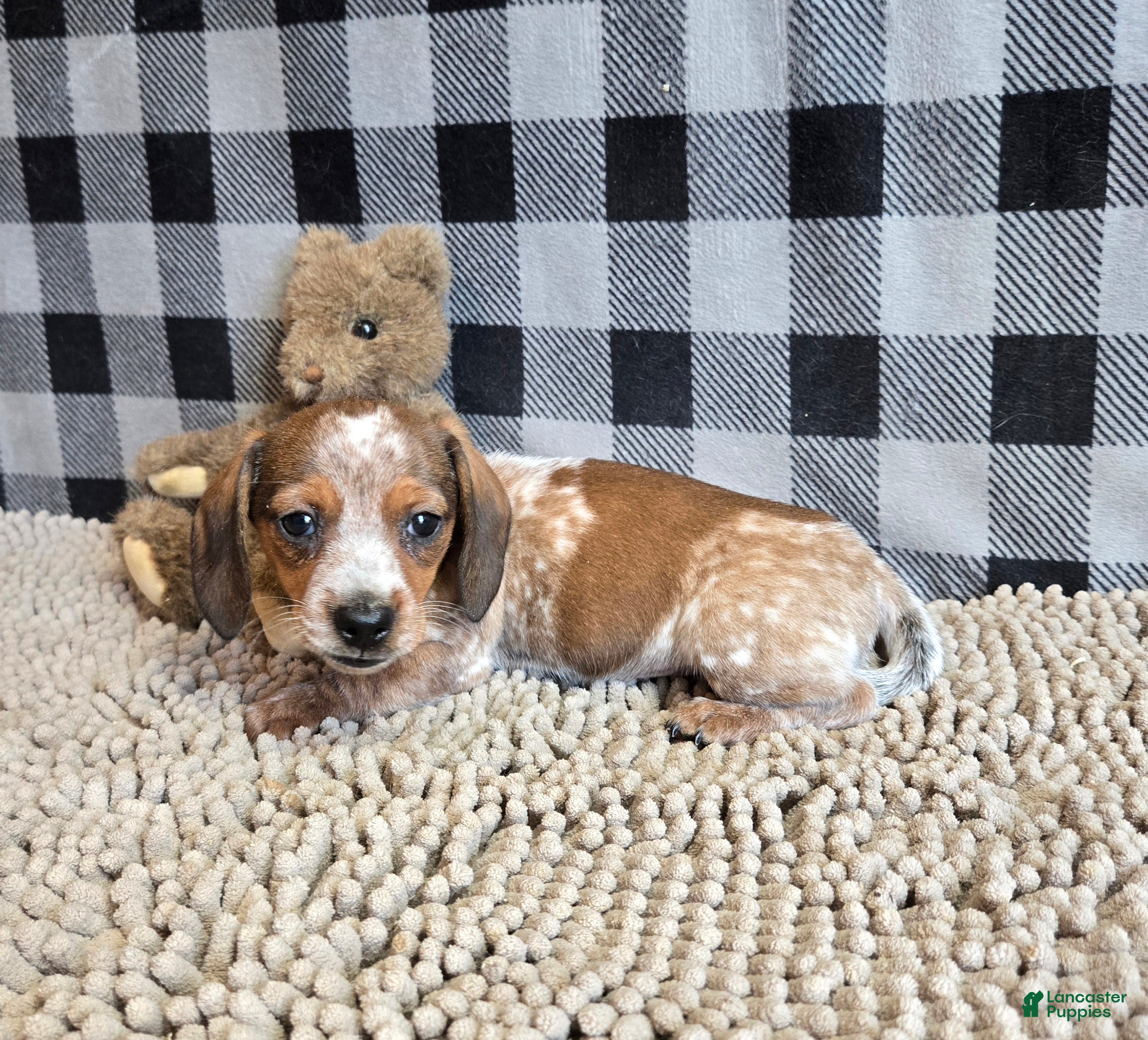 Miniature Dachshund dogs Kent - Ad 1