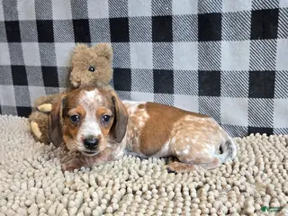 Miniature Dachshund dogs for sale: Kent - Ad 1