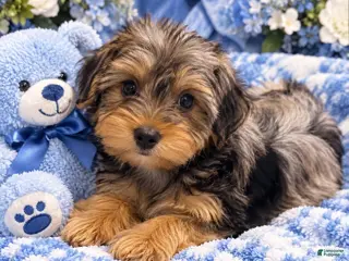 Yorkshire Terrier dogs Boy - Ad 14