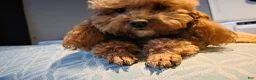 Yorkiepoo dogs for sale: Midnight  - Ad 7