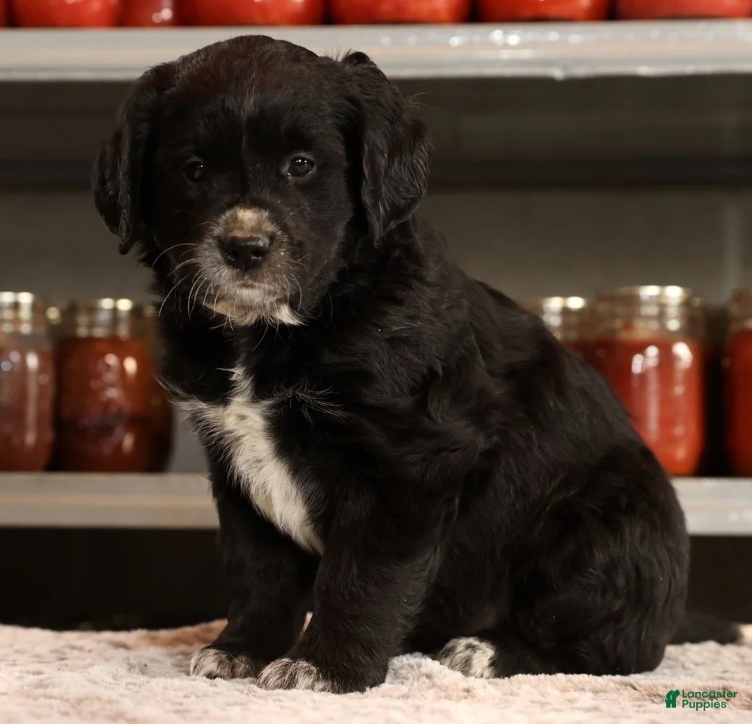 Mini Goldendoodle dogs for sale: Kate - Ad 2