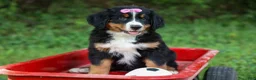 Bernese Mountain Dog dogs for sale: SALLY - Ad 3