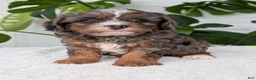 Cavapoo dogs for sale: Asher - Ad 20