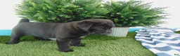 Mixed Breed dogs for sale: Sally - Ad 4