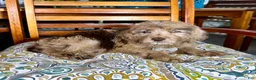Labradoodle dogs for sale:  Reese  - Ad 3