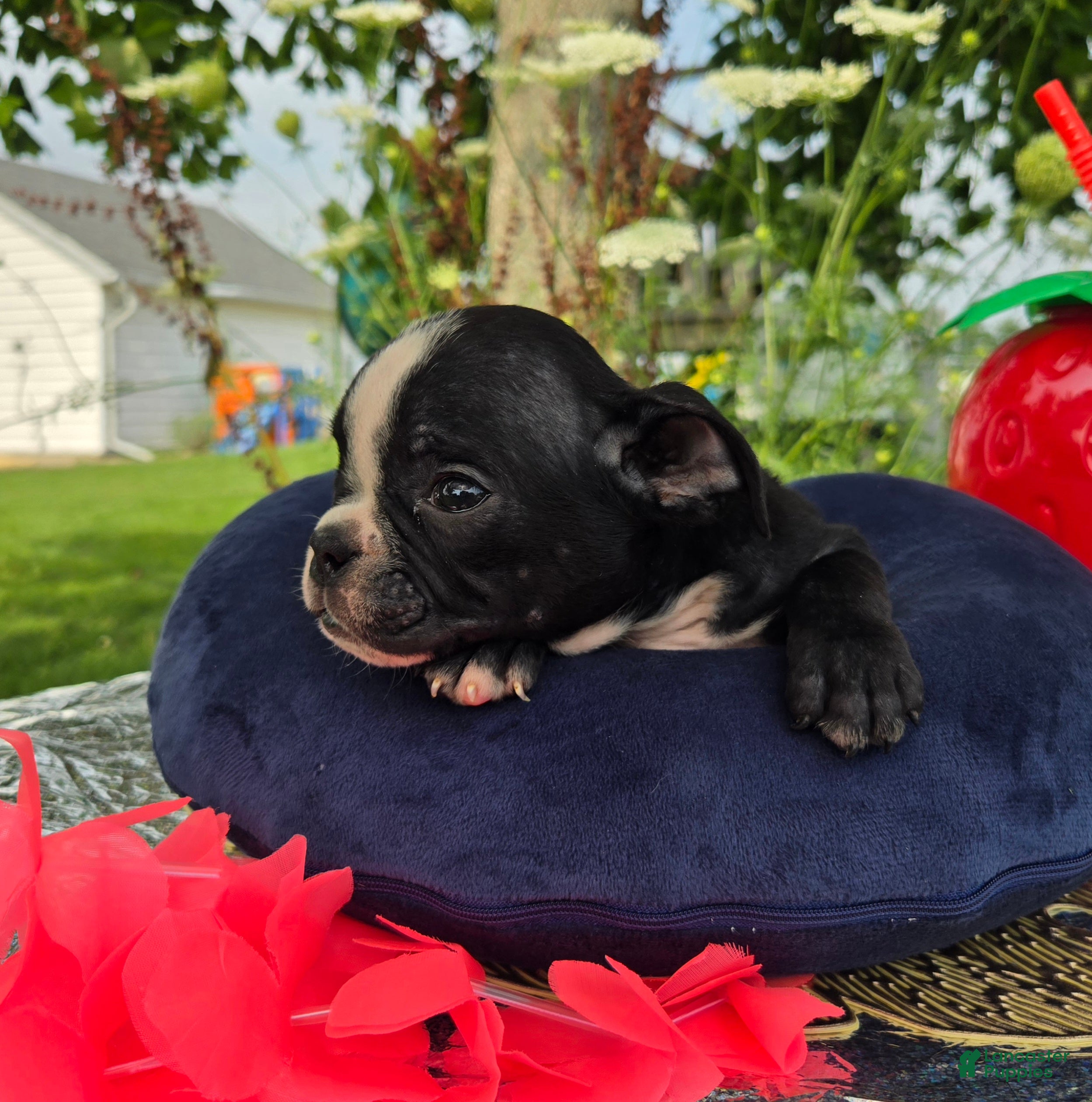Olde English Bulldogge dogs Jessie - Ad 2