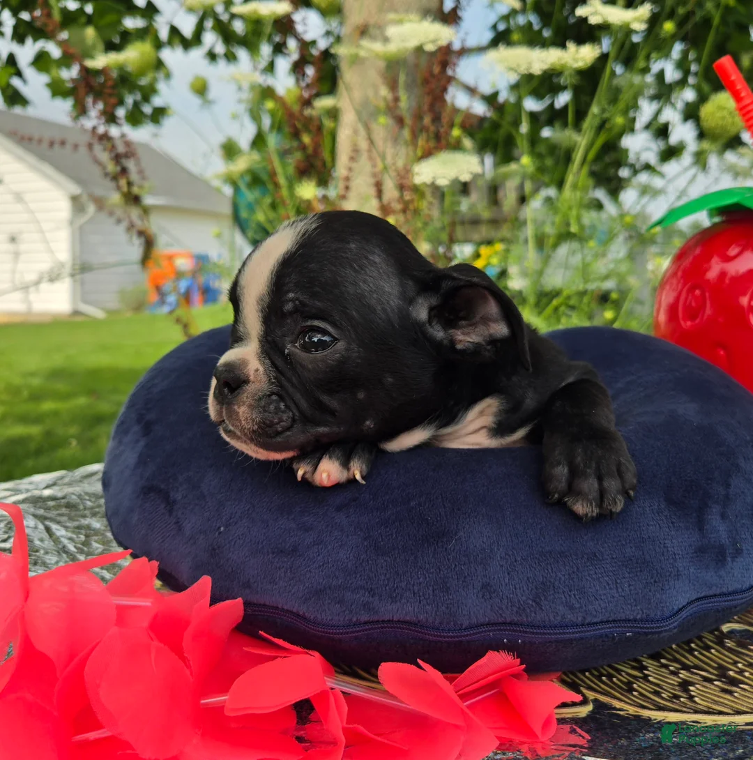 Olde English Bulldogge dogs for sale: Jessie - Ad 2