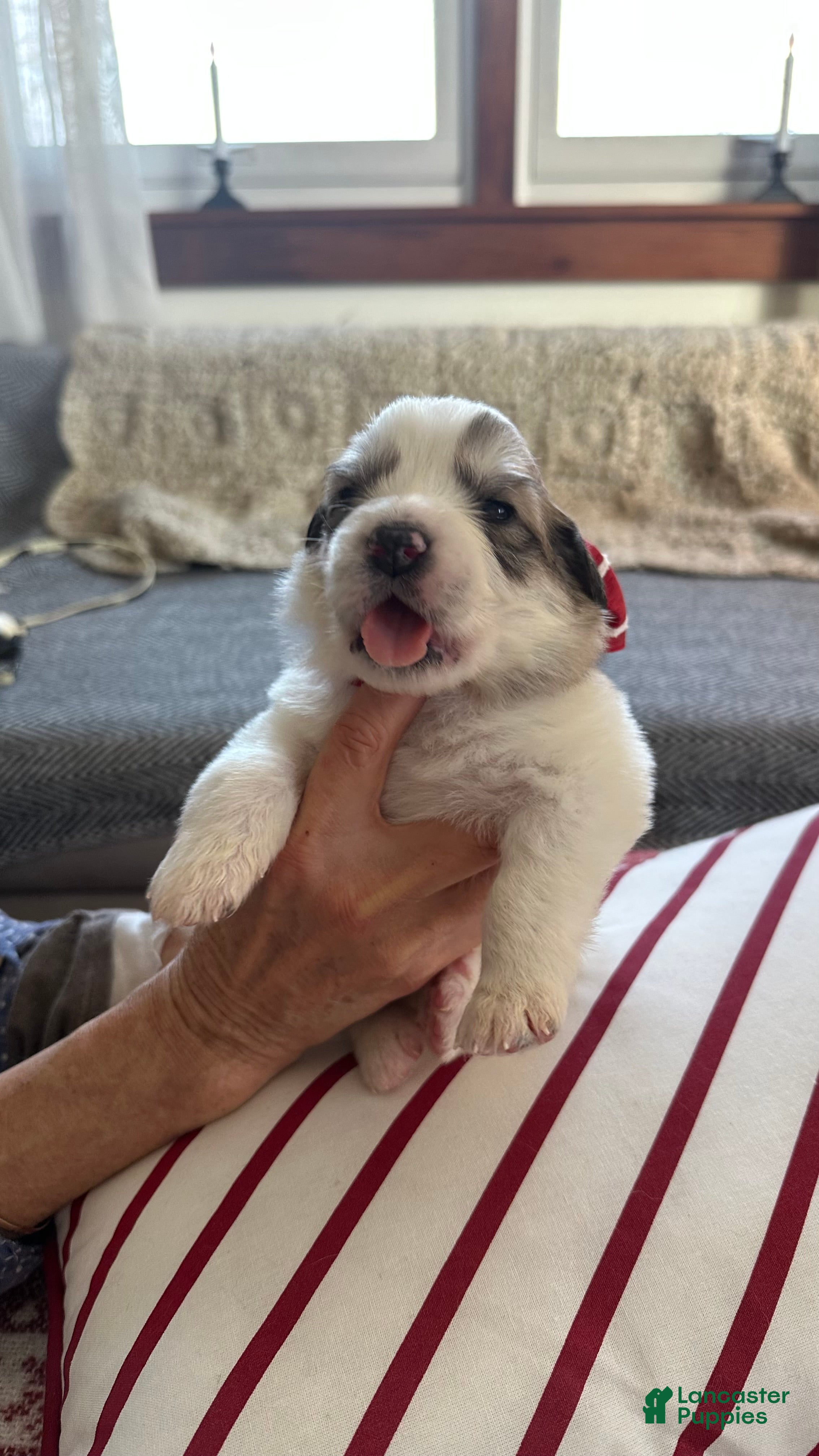 Great Pyrenees dogs Hot Pink - Ad 22