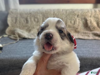 Great Pyrenees dogs Hot Pink - Ad 22