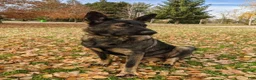 Mixed Breed dogs for sale: Freya - Ad 4
