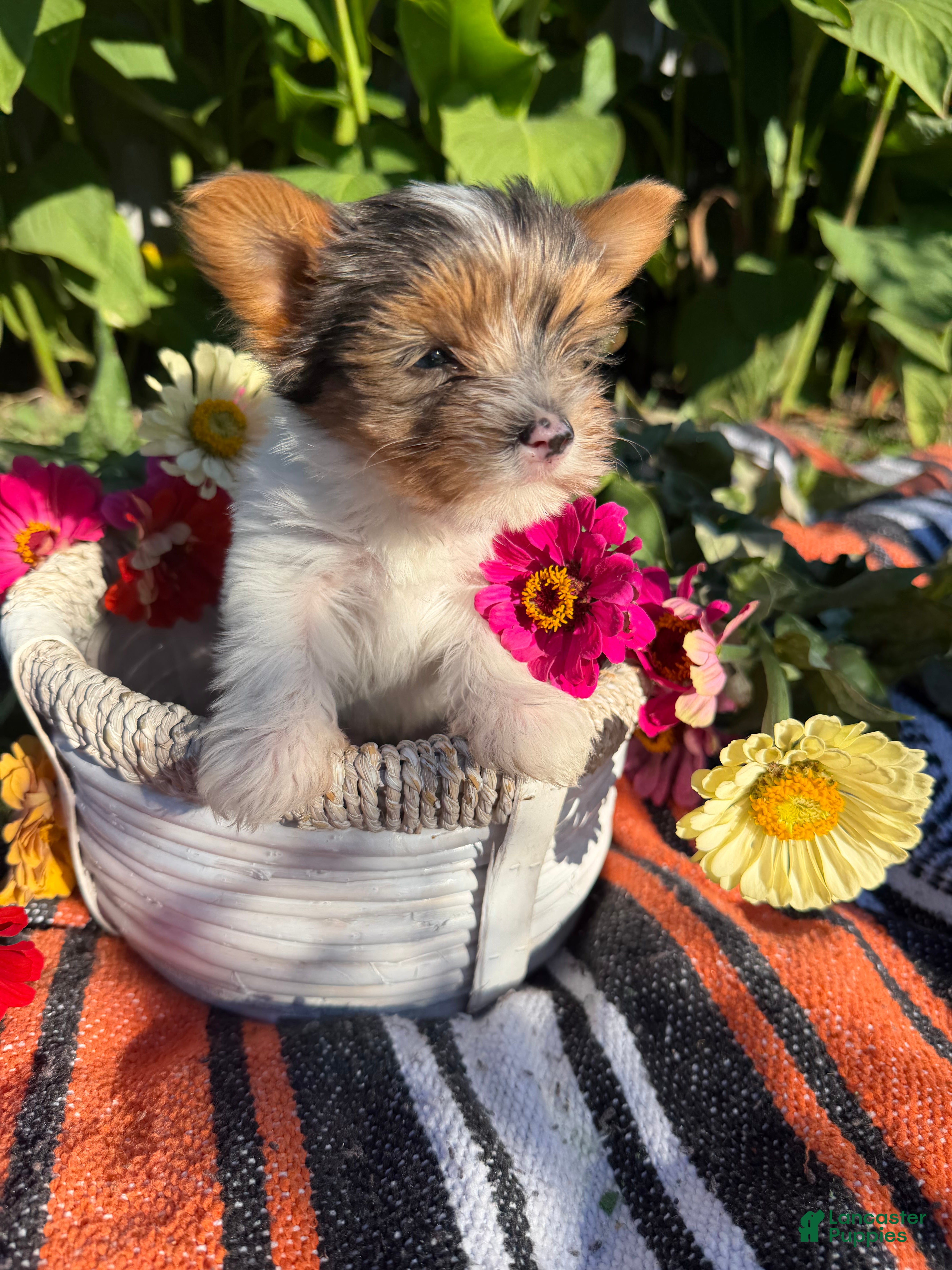 Yorkshire Terrier dogs Yorkshire Terrier 4 - Ad 1