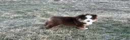 Miniature Australian Shepherd dogs for sale: Blaze - Ad 1