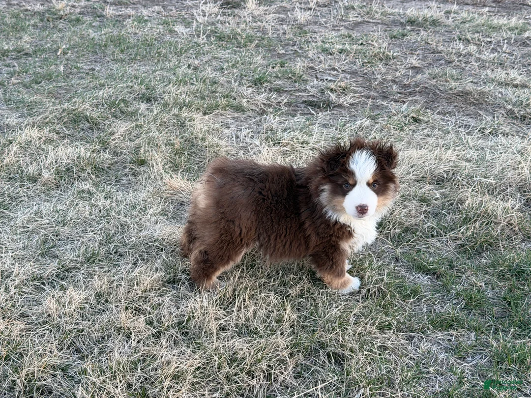 Miniature Australian Shepherd dogs for sale: Blaze - Ad 1