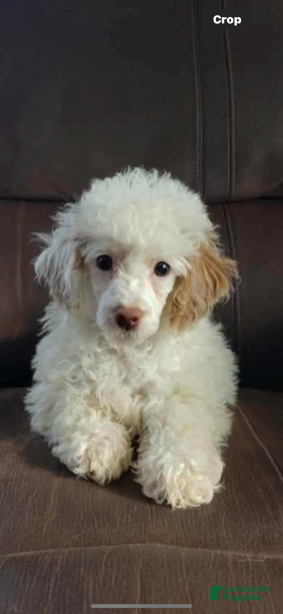 Toy Poodle dogs Vegeta - Ad 2