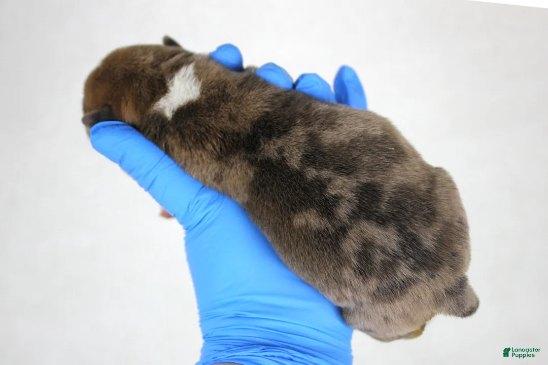 American Bully dogs for sale: Black Fawn Merle Female - Ad 14