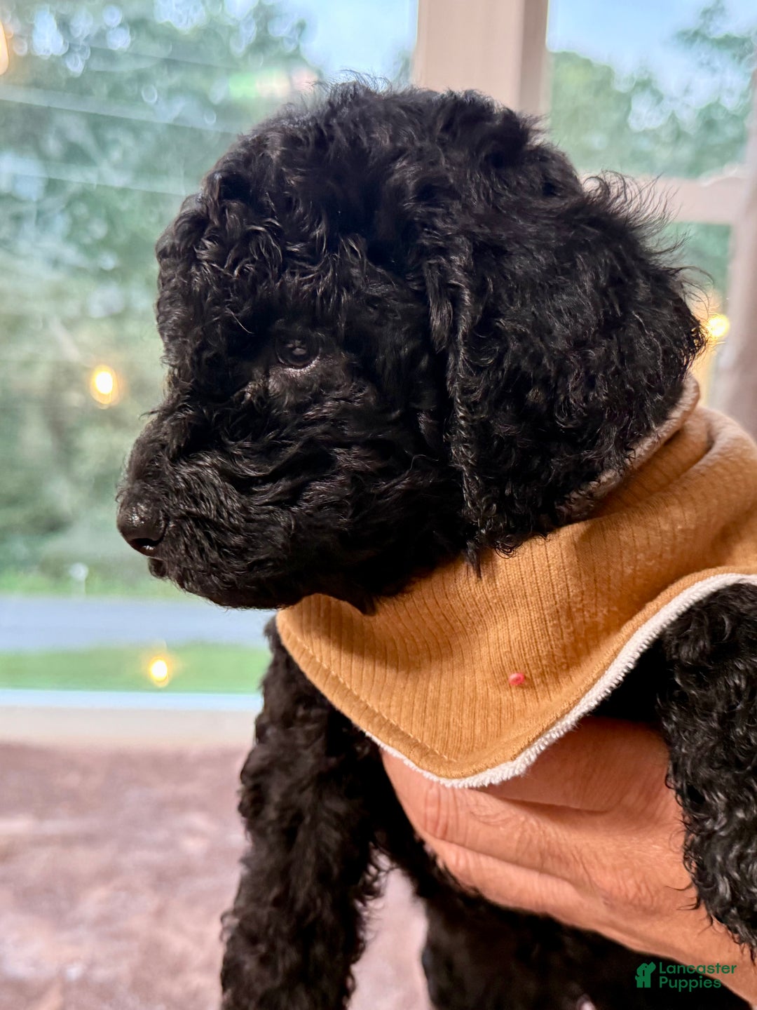 Standard Poodle dogs for sale: Standard Poodle Puppy 7 - Ad 2