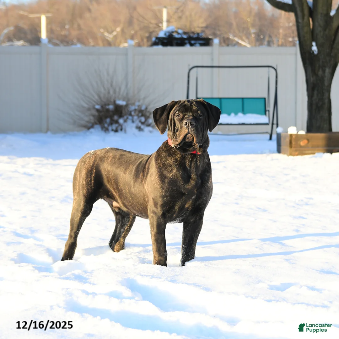 Cane Corso dogs for sale: Rockford - Ad 3
