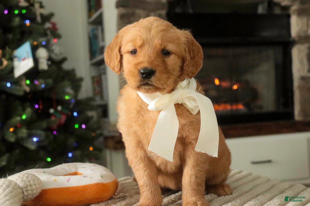 Golden Retriever dogs for sale: Savannah - AKC - Ad 1