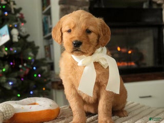 Golden Retriever dogs Savannah - AKC - Ad 11