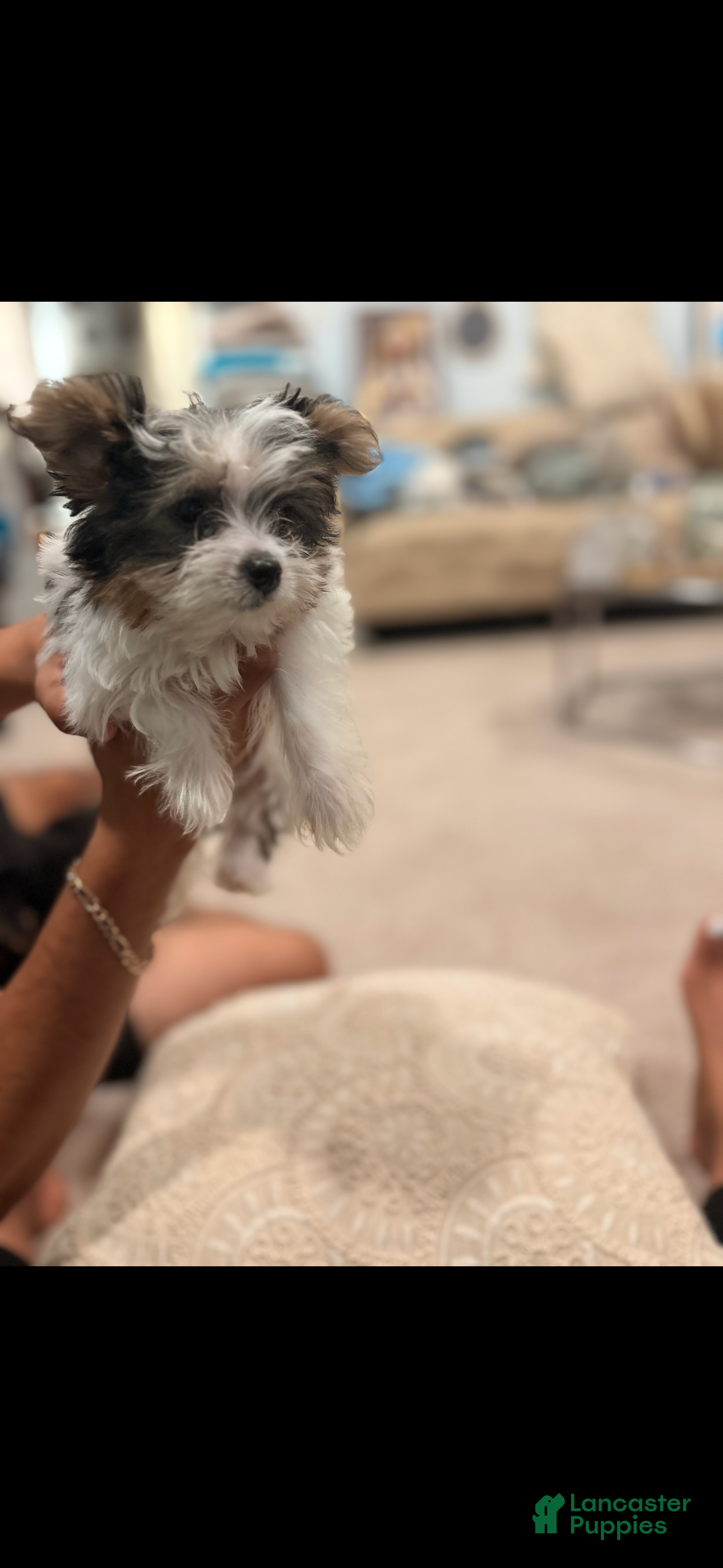 Yorkshire Terrier dogs Marshy (Mellow)  - Ad 35