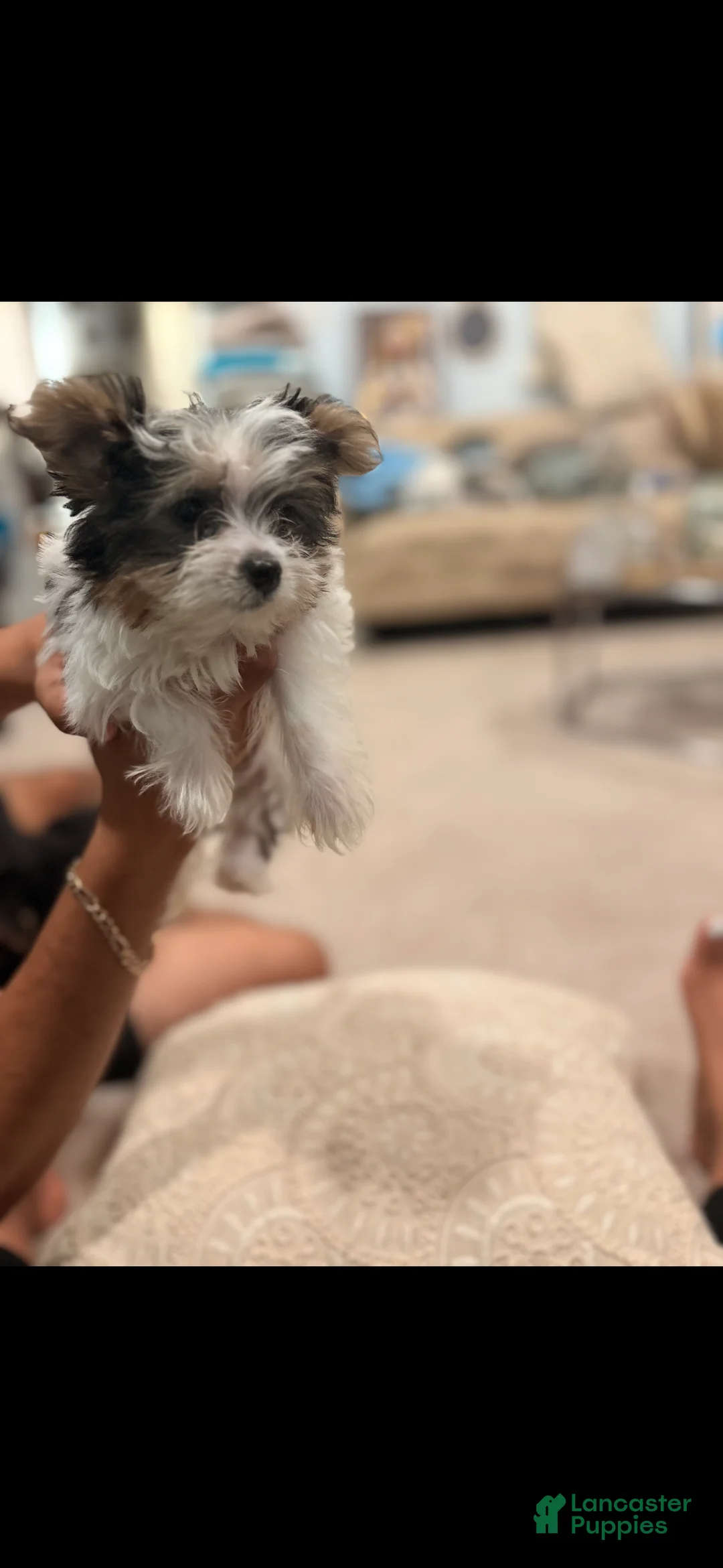 Yorkshire Terrier dogs for sale: Marshy (Mellow)  - Ad 1