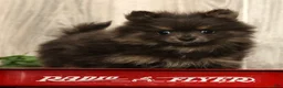 Pomeranian dogs for sale: Layla - Ad 9