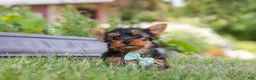 Yorkshire Terrier dogs for sale: Benji - Ad 5