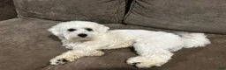 Coton De Tulear dogs for stud: Bernie Tulear  - Ad 5