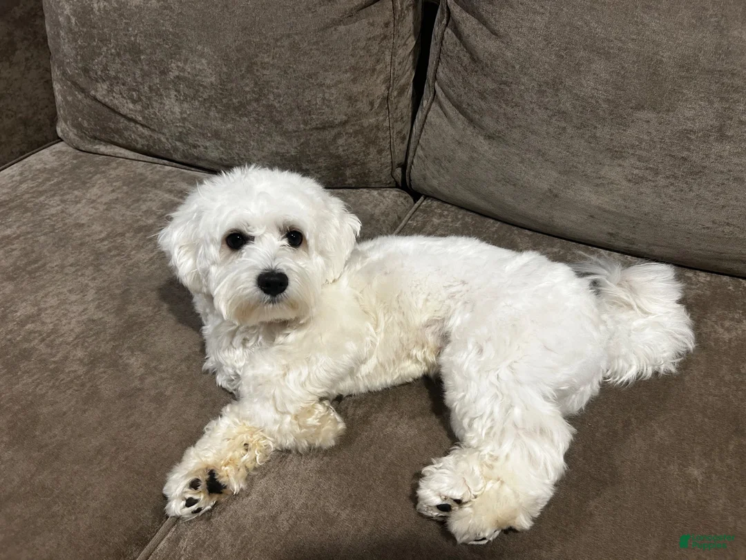 Coton De Tulear dogs for stud: Bernie Tulear  - Ad 5