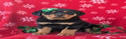 Rottweiler dogs for sale: Brandy - Ad 3