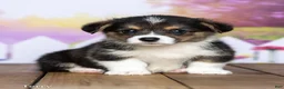 Welsh Corgi Pembroke dogs for sale: Terry - Ad 2
